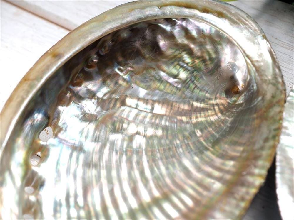 アバロンシェル アバローニ アワビ貝 貝器 皿