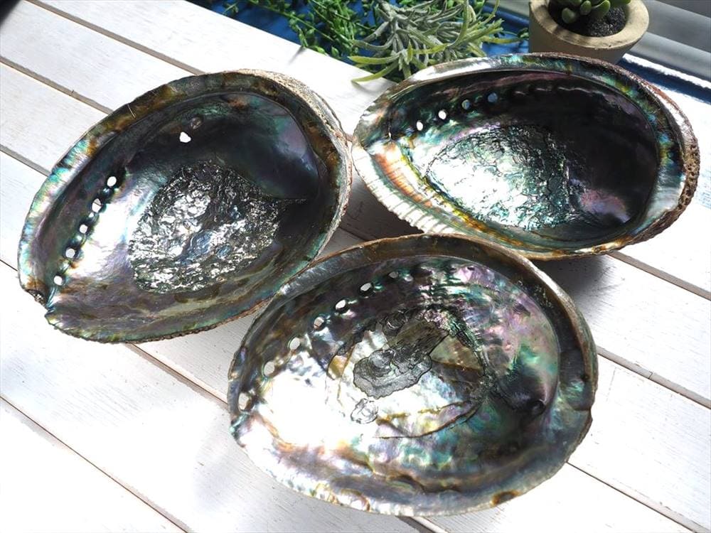 アバロンシェル アバローニ アワビ貝 貝器 皿