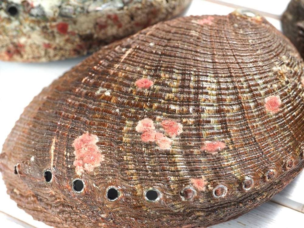 アバロンシェル アバローニ アワビ貝 貝器 皿