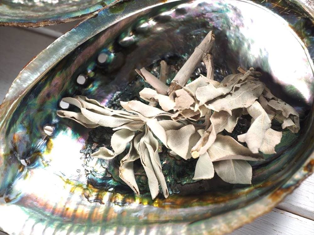 アバロンシェル アバローニ アワビ貝 貝器 皿