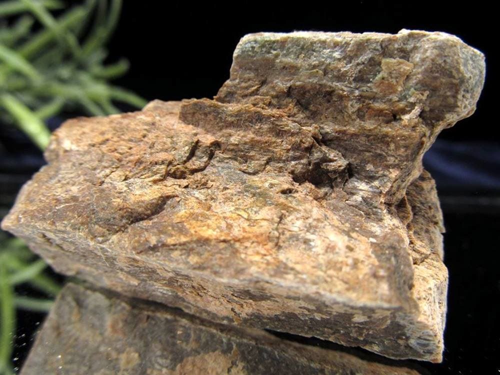 ダイナソーボーン 原石 化石 恐竜 ツーソン 恐竜の骨