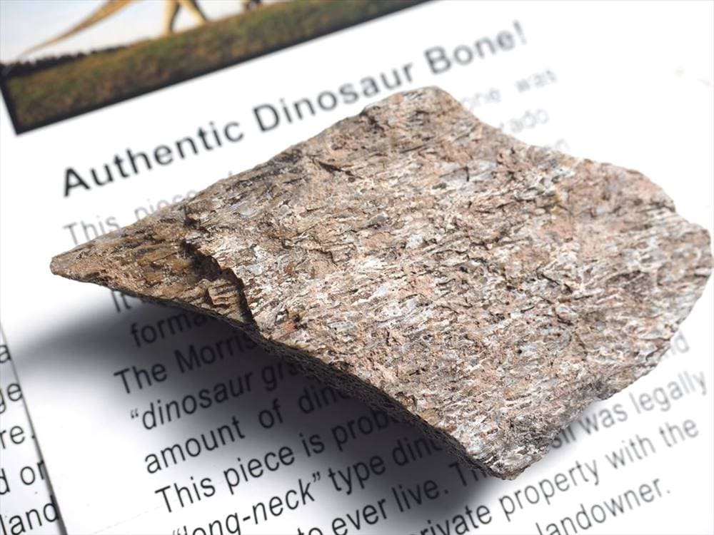 恐竜の骨 化石 ダイナソーボーン カボション 恐竜の化石