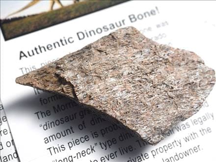 恐竜の骨 化石 ダイナソーボーン カボション 恐竜の化石