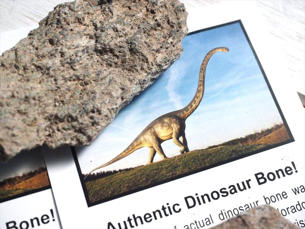 恐竜の骨 化石 ダイナソーボーン カボション 恐竜の化石