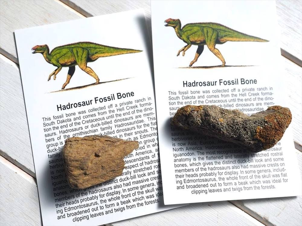 恐竜の骨 化石 ダイナソーボーン カボション 恐竜の化石