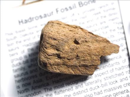 恐竜の骨 化石 ダイナソーボーン カボション 恐竜の化石