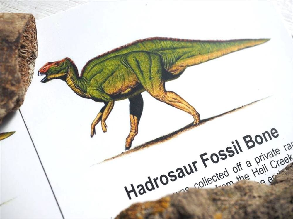 恐竜の骨 化石 ダイナソーボーン カボション 恐竜の化石