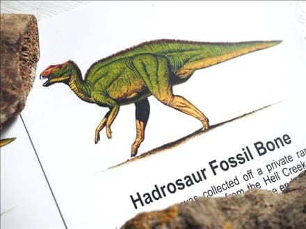 恐竜の骨 化石 ダイナソーボーン カボション 恐竜の化石