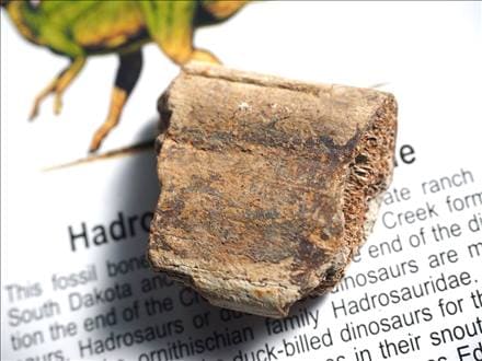 恐竜の骨 化石 ダイナソーボーン カボション 恐竜の化石