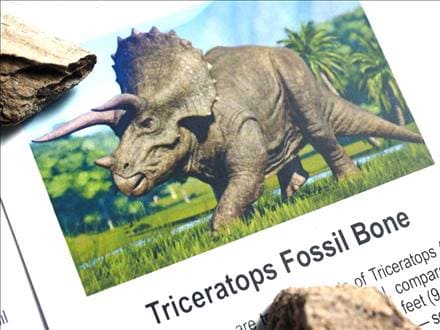 恐竜の骨 化石 ダイナソーボーン カボション 恐竜の化石
