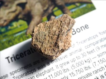 恐竜の骨 化石 ダイナソーボーン カボション 恐竜の化石