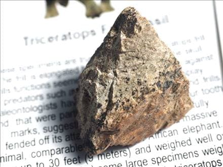恐竜の骨 化石 ダイナソーボーン カボション 恐竜の化石