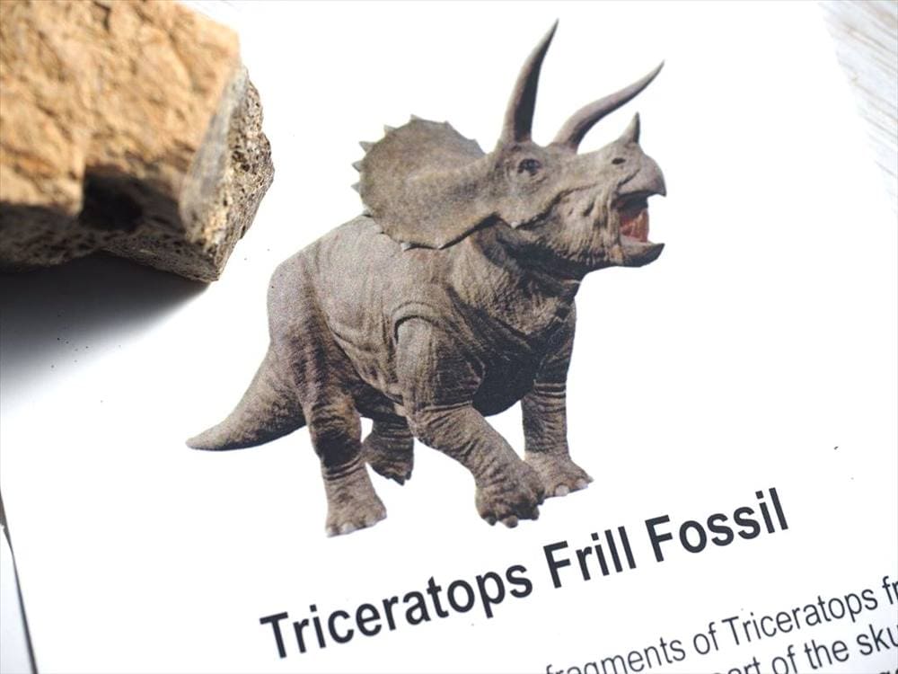 恐竜の骨 化石 ダイナソーボーン カボション 恐竜の化石