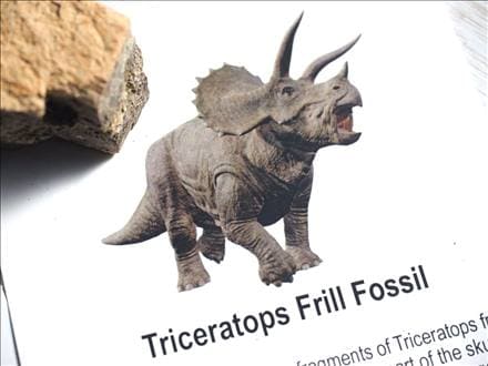 恐竜の骨 化石 ダイナソーボーン カボション 恐竜の化石