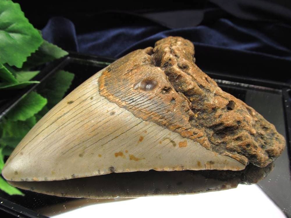 メガロドン サメ 歯化石 化石 ツーソン
