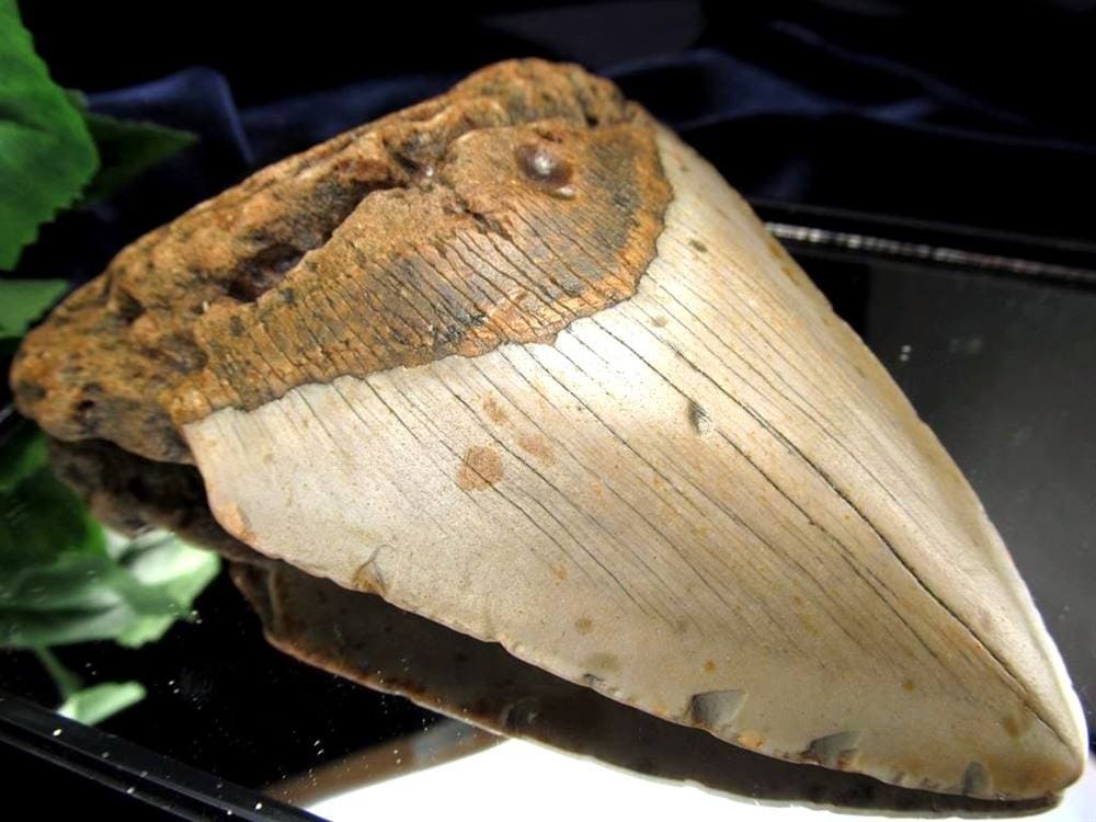 メガロドン サメ 歯化石 化石 ツーソン