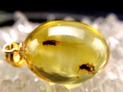 虫入りアンバー【天然虫入り琥珀】ペンダントトップ