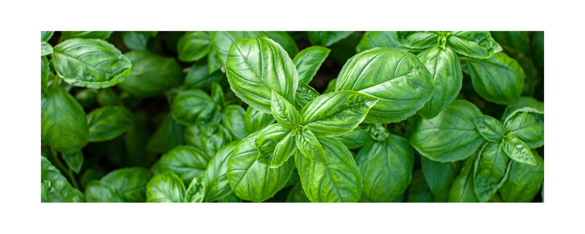 バジルスイート精油エッセンシャルオイル