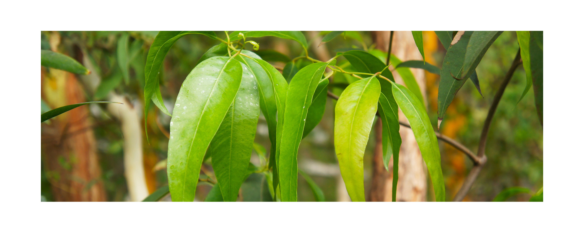 ユーカリラディアータ エッセンシャルオイル 集中力 緊張緩和 Eucalyptus Radiata 100 Natural ユーカリラディアータ精油 学名 Eucalyptus Radiata アロマオイル 10ml入り 航空便不可 ユーカリラディアータ エッセンシャルオイル 集中力 緊張緩和 Eucalyptus Radiata 100 Natural ユーカリラディアータ精油 学名 Eucalyptus Radiata アロマオイル 10ml入り 航空便不可