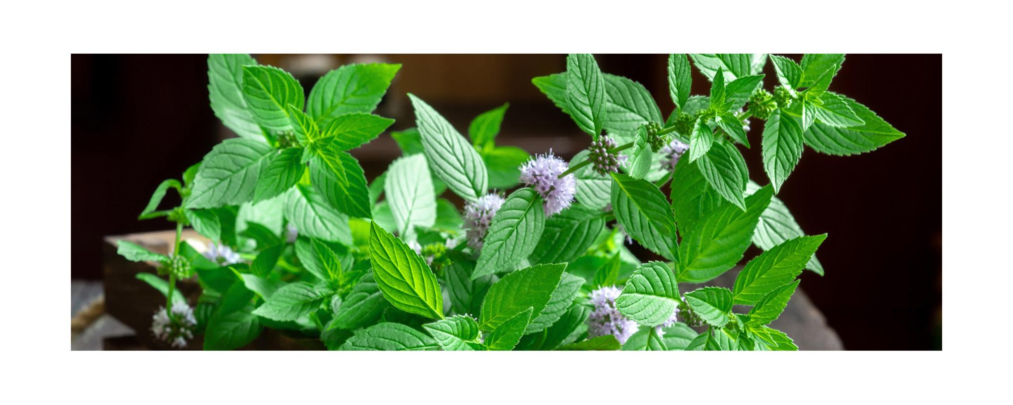 ハッカ油 和種薄荷 ジャパニーズミント エッセンシャルオイル 癒し 浄化 Japanese Mint 100 Natural 和種薄荷 ジャパニーズミント精油 学名 mentha Arvensis アロマオイル 10ml入り 航空便不可 ハッカ油 和種薄荷 ジャパニーズミント エッセンシャルオイル 癒し 浄化 Japanese Mint 100 Natural 和種薄荷 ジャパニーズミント精油 学名 mentha Arvensis アロマオイル 10ml入り 航空便不可