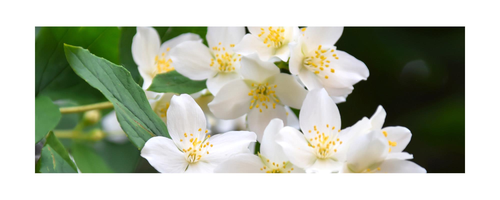 ◇ジャスミン アブソリュート エッセンシャルオイル 【安心・多幸感】◇Jasmine◇100％Natural◇ジャスミンアブソリュート精油◇学名  Jasminum grandiflorum◇アロマオイル◇10ml入り◇【航空便不可】