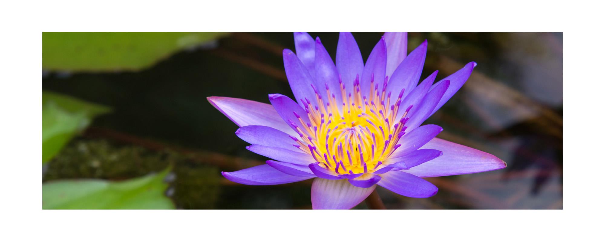 ロータスブルー アブソリュート エッセンシャルオイル ブルーウォーターリリー 聖なる花 神聖なるものの象徴 Lotus Blue 100 Natural ロータスブルーアブソリュート精油 学名 Nymphaea Caerulea アロマオイル 10ml入り 航空便不可