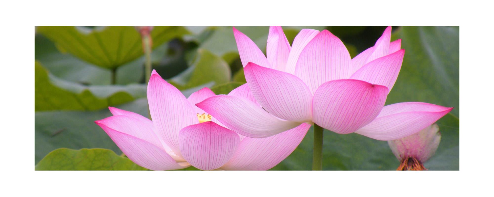 ◇ロータスピンク アブソリュート エッセンシャルオイル 【聖なる花