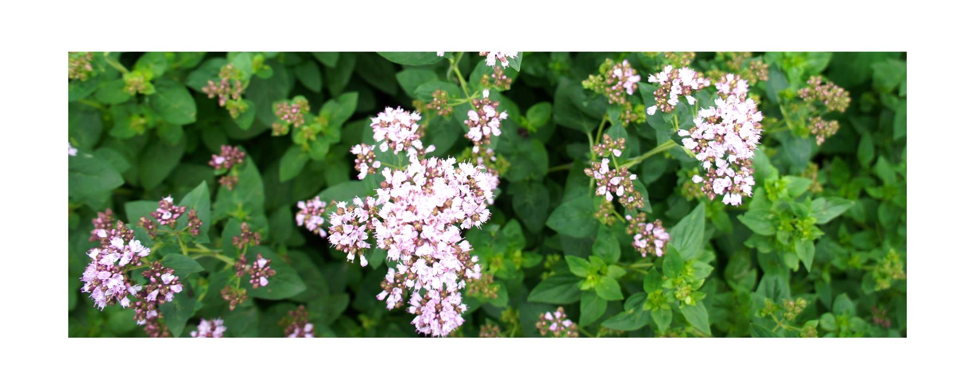 マジョラムスイート エッセンシャルオイル 愛 幸せ 名誉 Marjoramsweet 100 Natural マジョラムスイート精油 学名 Origanum Majorana アロマオイル 100ml入り 航空便不可