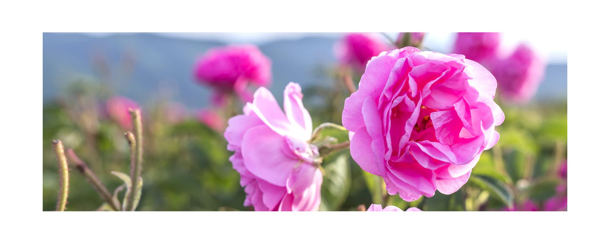 ◇ローズオットー 30% ホホバオイル希釈 【愛・美の象徴】◇Rose Otto 30% Dilution in Jojoba  oil◇100％Natural◇ダマスクローズ精油30%有機ゴールデンホホバオイル希釈◇学名 Rosa damascena◇アロマオイル◇10ml 入り◇【航空便不可】【管理No.095】