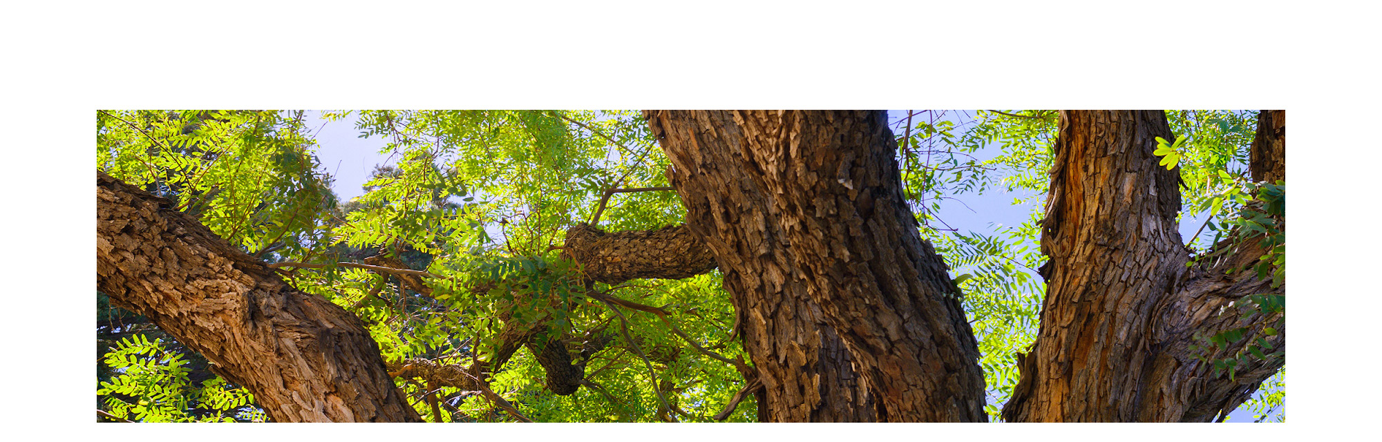 ローズウッドエッセンシャルオイル 癒し 瞑想 安眠 Rosewood 100 Natural ローズウッド精油 学名 Aniba Rosaeodora アロマオイル 10ml入り 航空便不可 ローズウッドエッセンシャルオイル 癒し 瞑想 安眠 Rosewood 100 Natural ローズウッド精油 学名 Aniba Rosaeodora アロマオイル 10ml入り 航空便不可