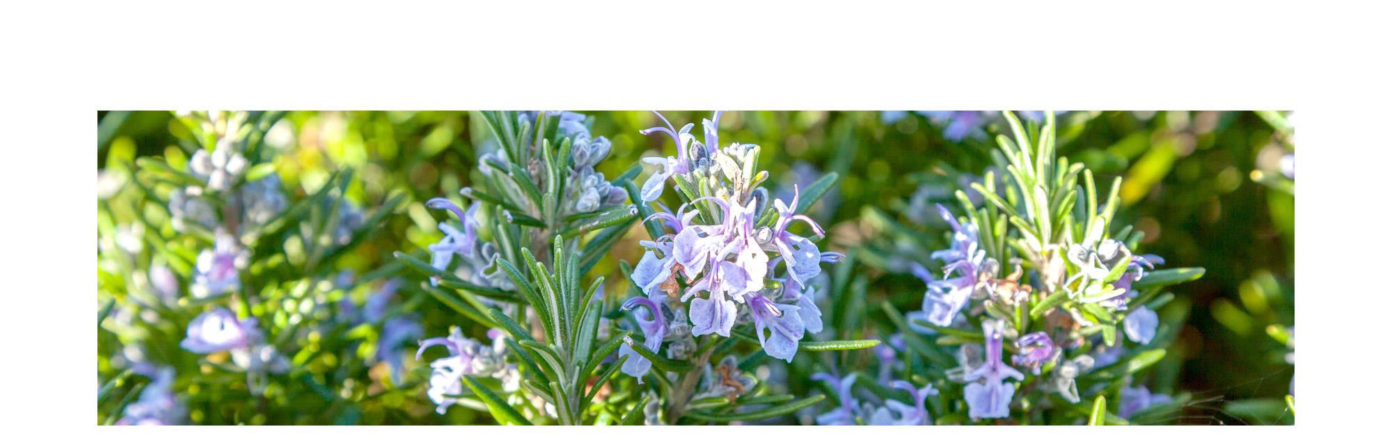 ローズマリーシネオール エッセンシャルオイル 不変の愛 若返りの象徴 Rosemary Ct Cineole 100 Natural ローズマリーシネオール精油 学名 Rosmarinus Officinalis Ct 1 8 Cineole アロマオイル 10ml入り 航空便不可 ローズマリーシネオール エッセンシャルオイル 不変の愛 若返りの象徴 Rosemary Ct Cineole 100 Natural ローズマリーシネオール精油 学名 Rosmarinus Officinalis Ct 1 8 Cineole アロマオイル 10ml入り 航空便不可