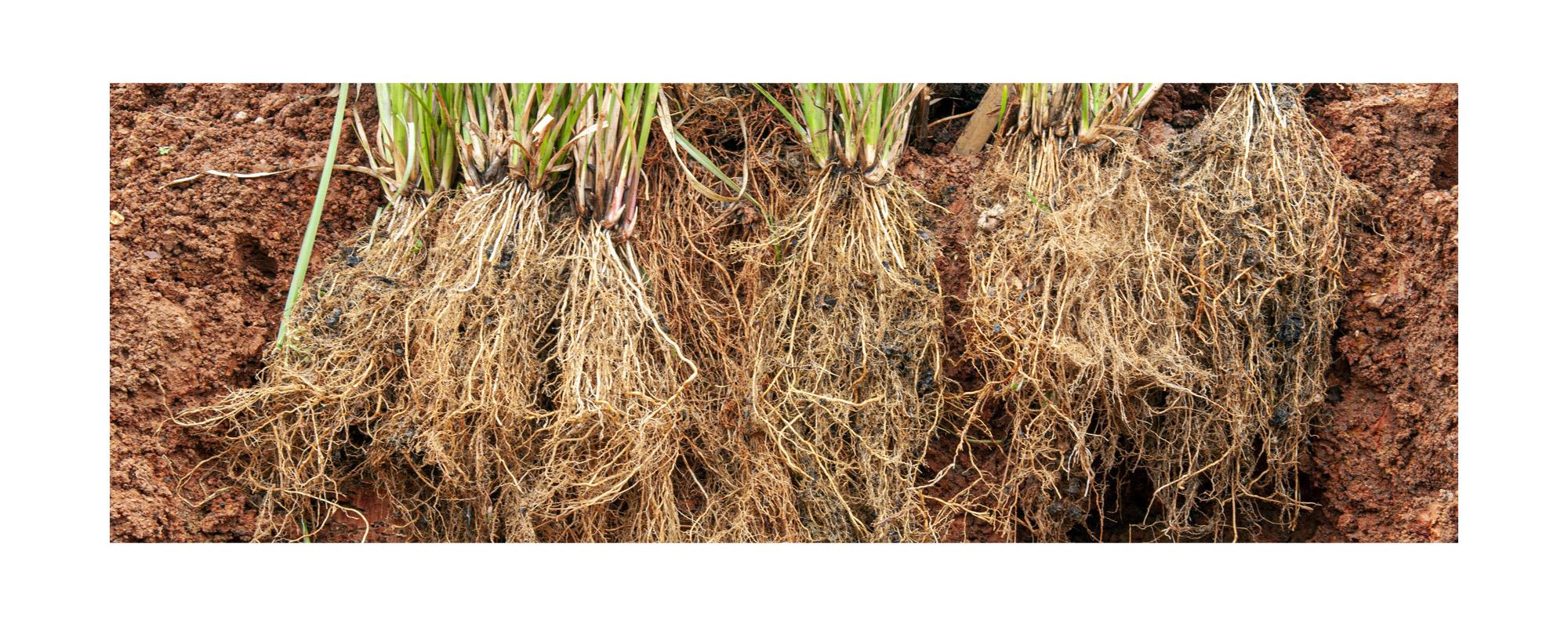 ベチバー精油エッセンシャルオイル