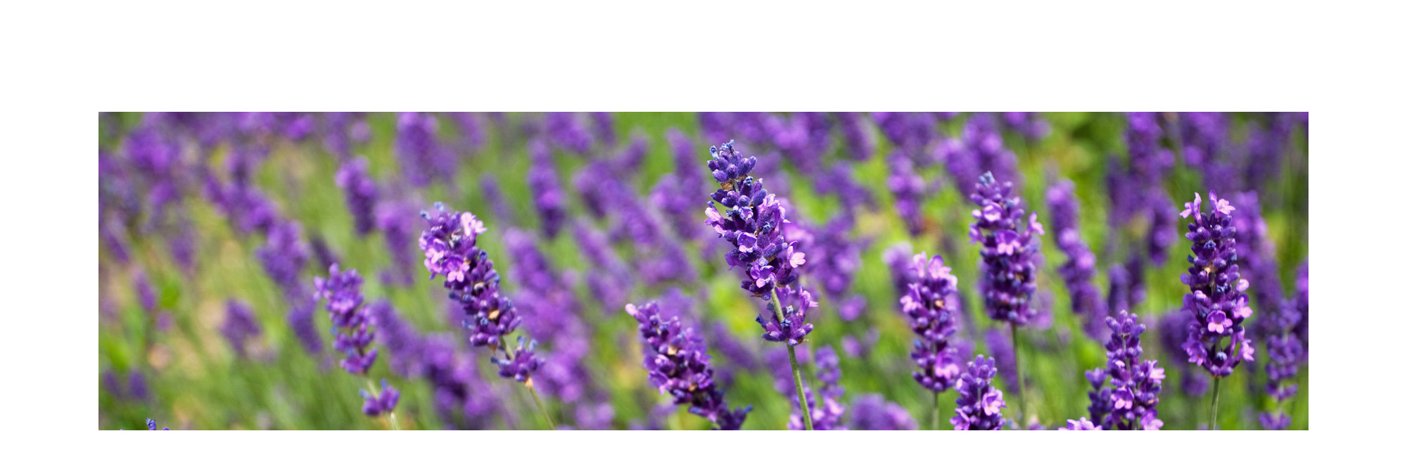 真正ラベンダー エッセンシャルオイル 癒し 安定 True Lavender 100 Natural 真正ラベンダー精油 学名 Lavandula Angustifolia アロマオイル 100ml入り 航空便不可