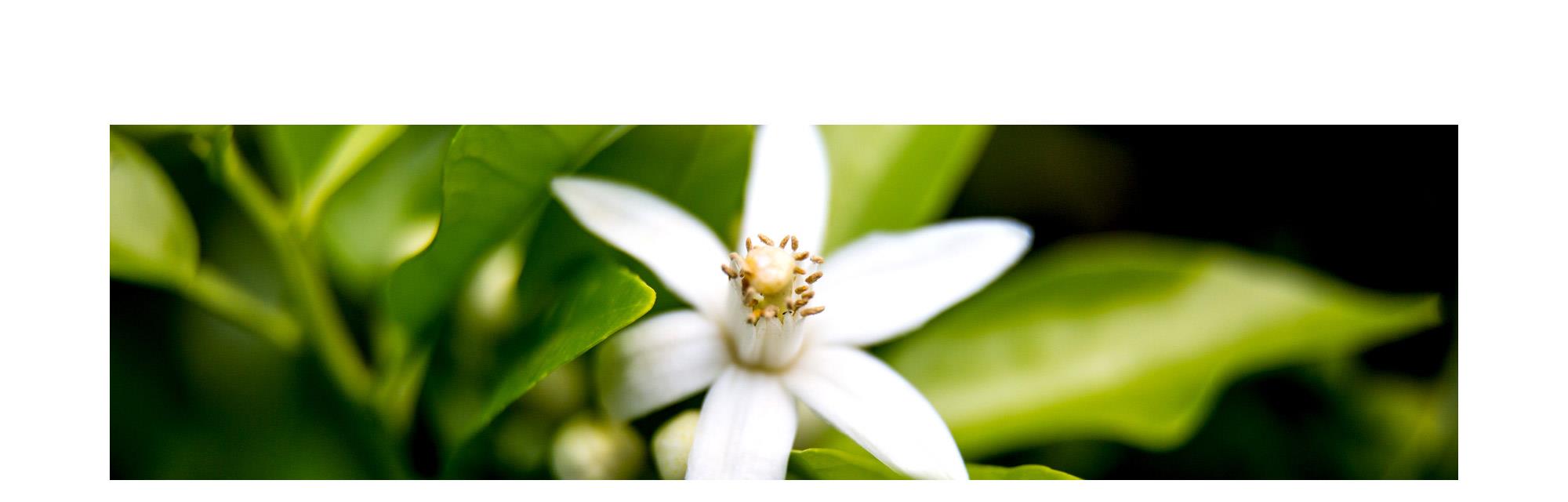 ネロリ エッセンシャルオイル 精神安定 純潔の象徴 Neroli 100 Natural ネロリ精油 学名 Citrus Aurantium Var Amara アロマオイル 10ml入り 航空便不可