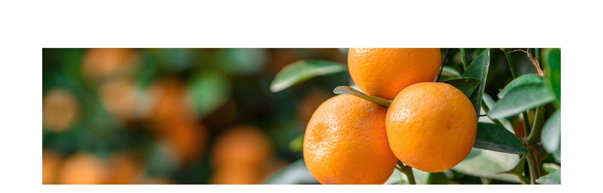 高品質 精油 グレープフルーツ オレンジ アロマオイル 柑橘系