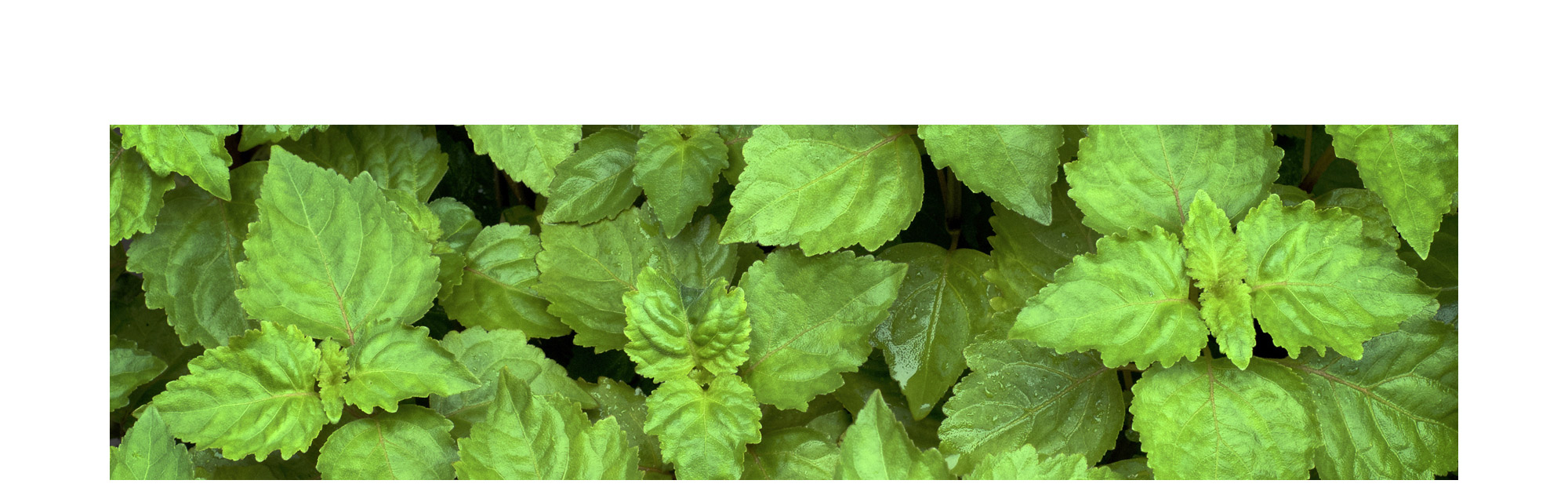 パチュリエッセンシャルオイル